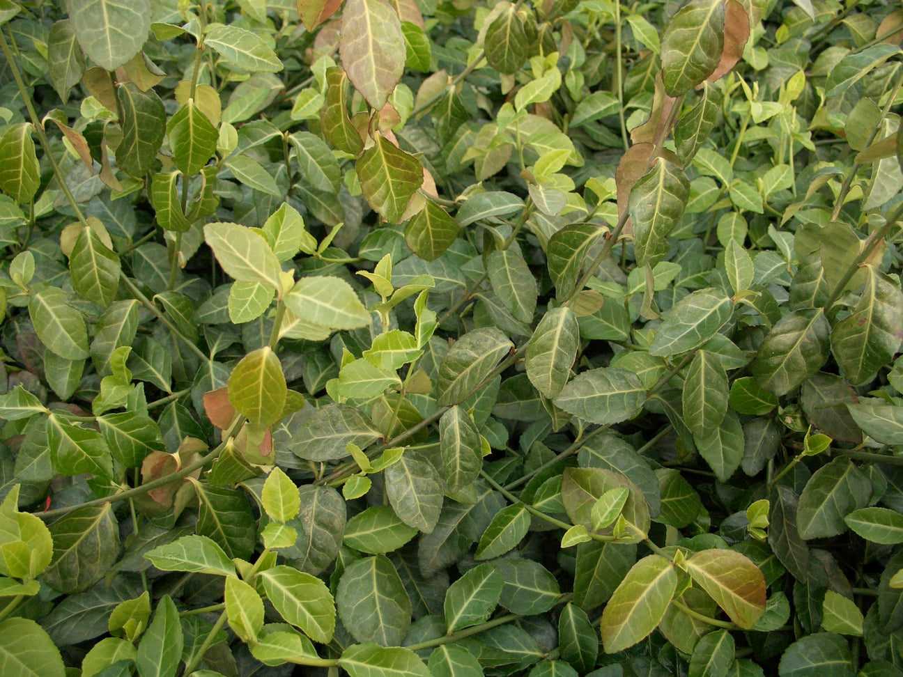 Laub Euonymus (Spindelstrauch)