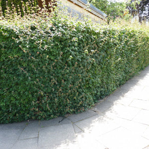 Feldahorn