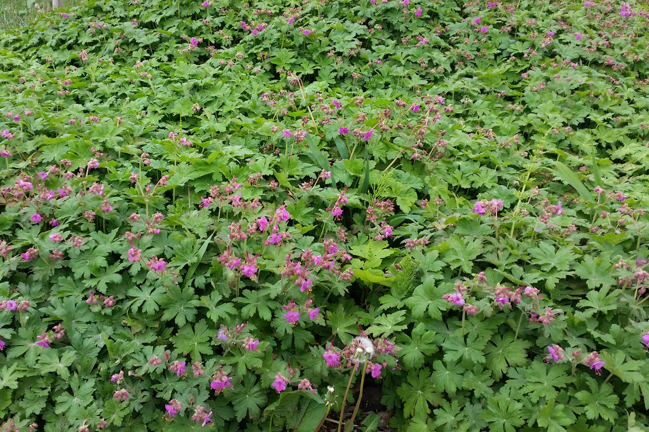 Geranium (Storchschnabel) als Flächenbegrünung
