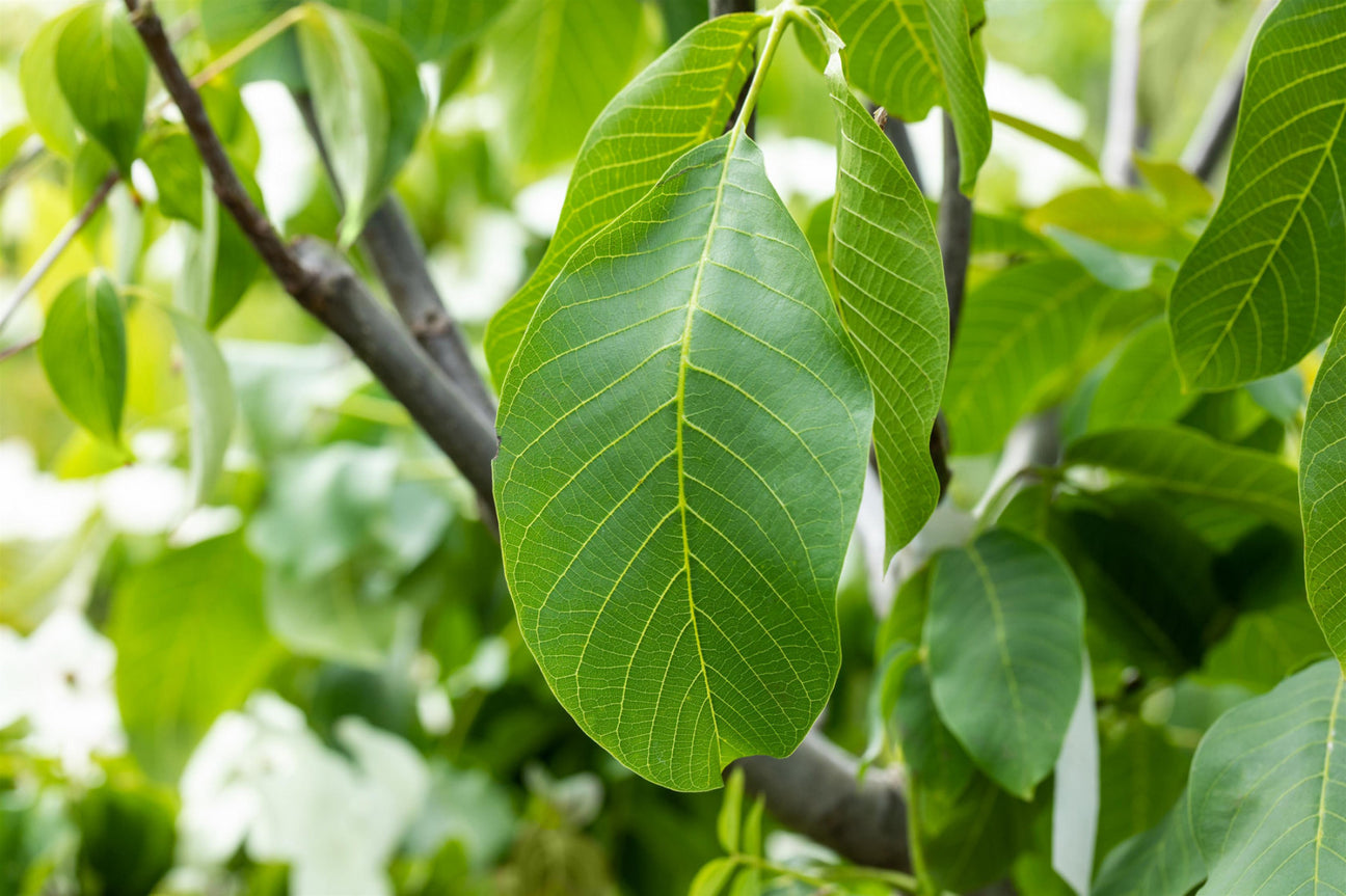 Juglans (Walnuss)