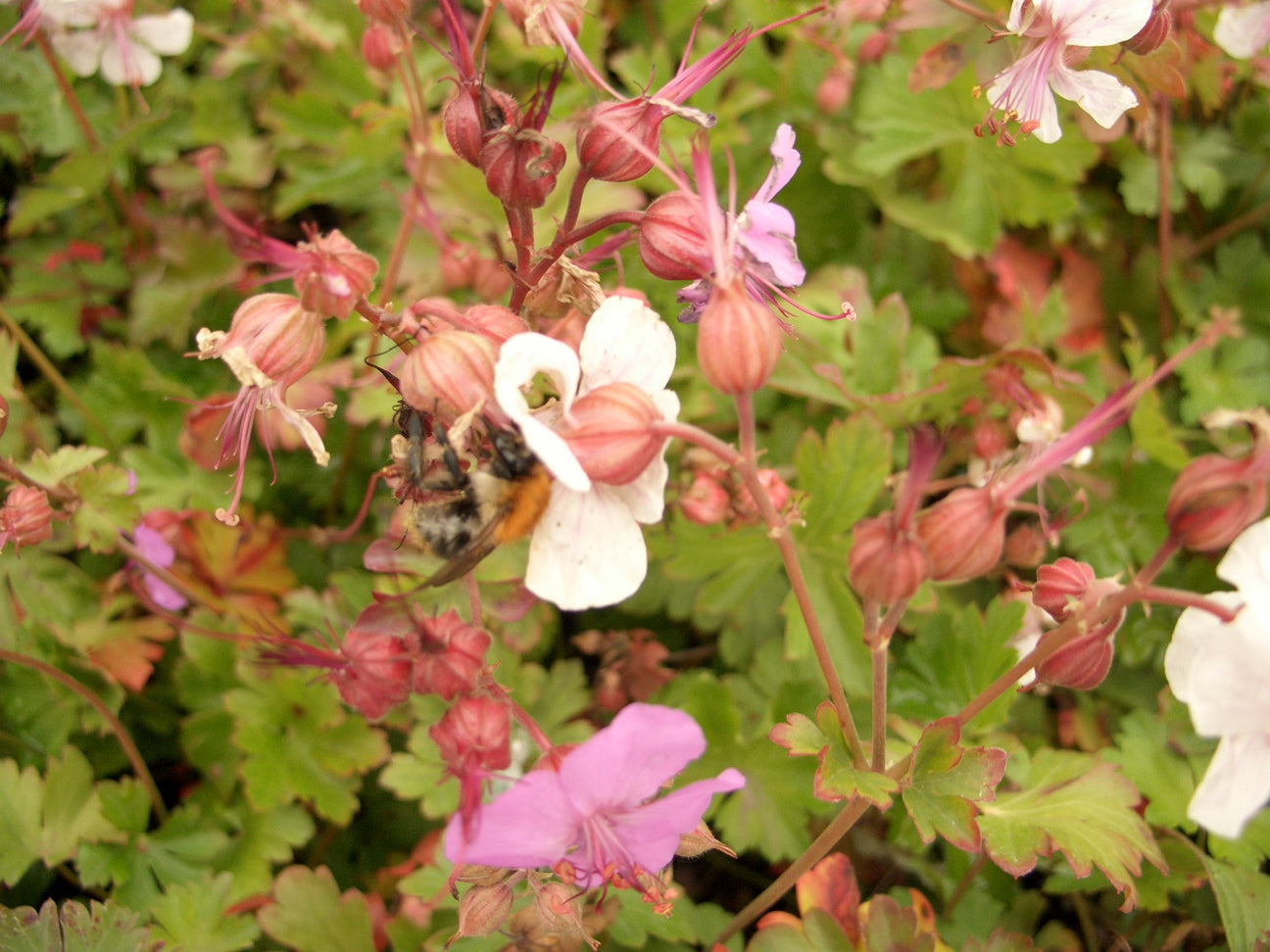 Blühende Geranium Staude mit Biene