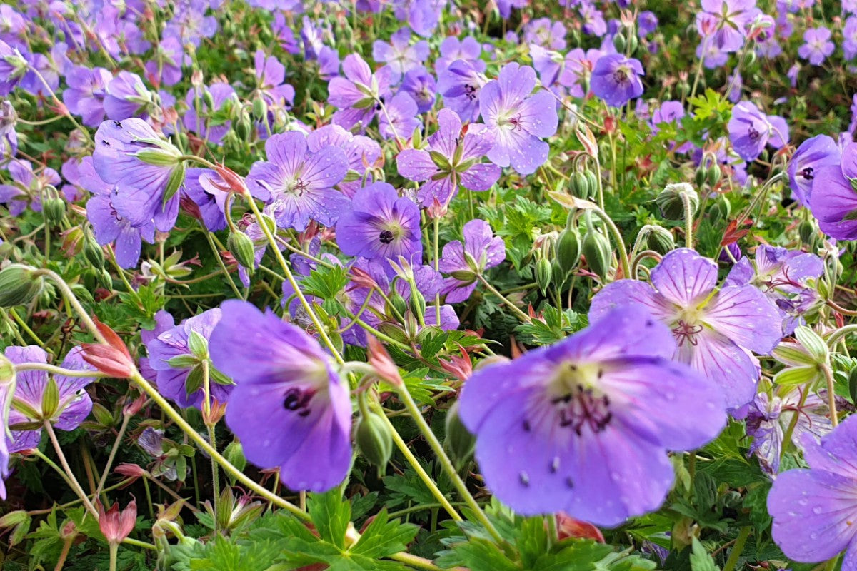 Geranium Staude - Herbstblüher
