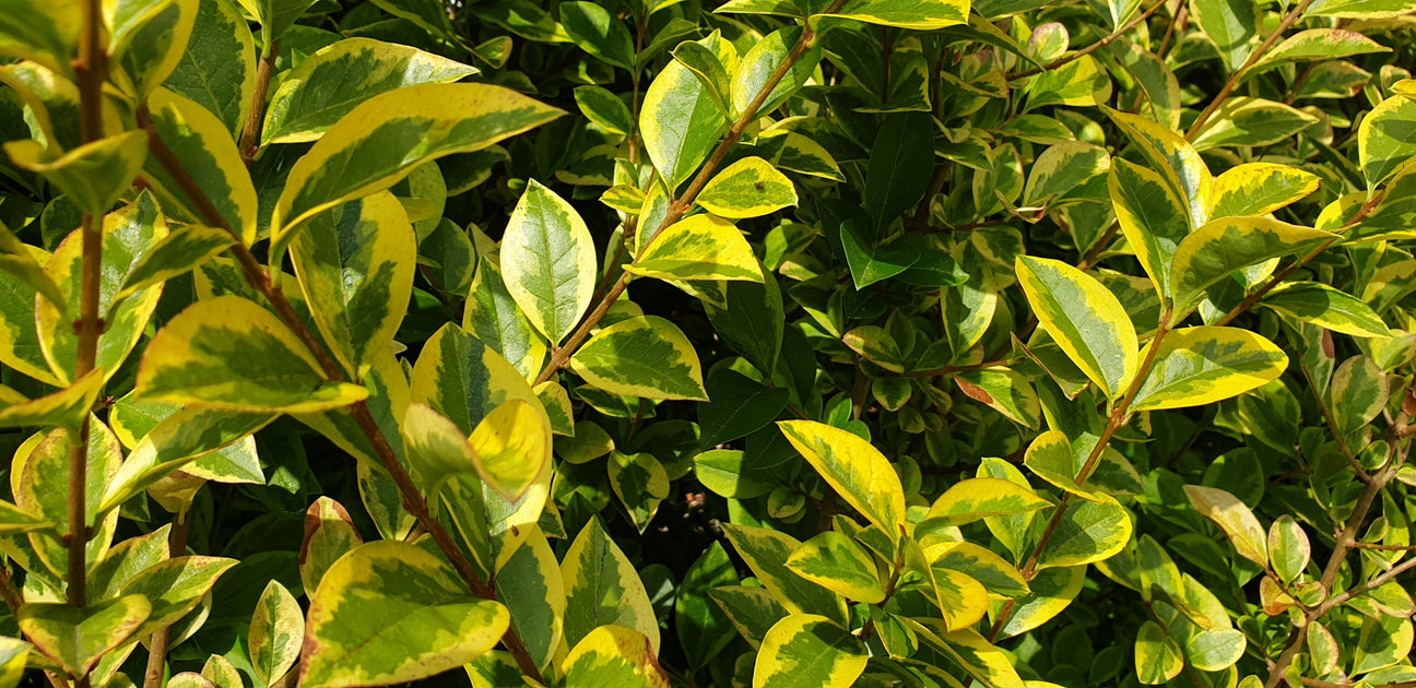Laub GoldLigustrum (Liguster)