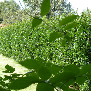 Stechpalme (Ilex)