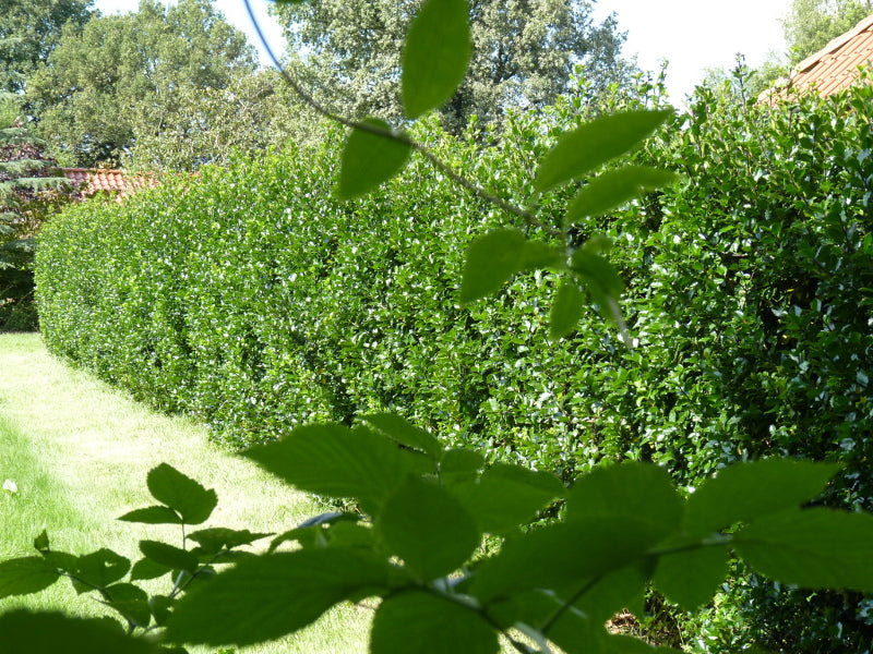 Hecke aus Ilex (Stechpalme)