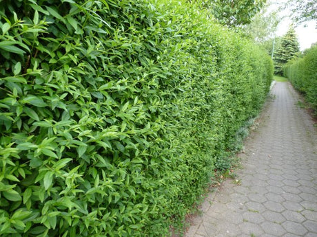 Beispielbild für Laubhecke