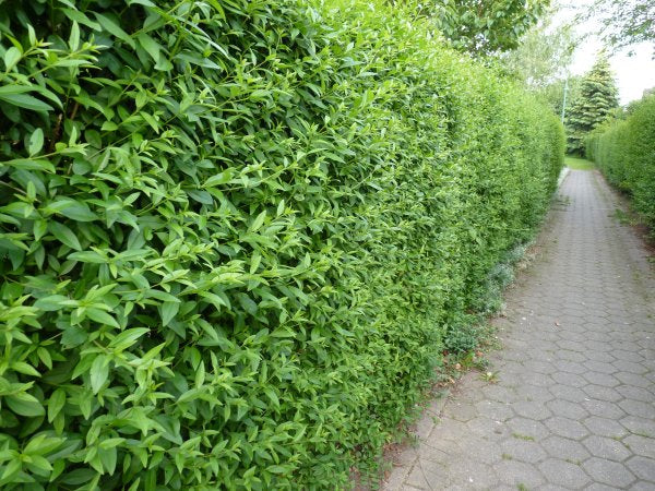 Hecken aus Liguster (Ligustrum)