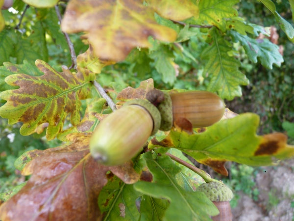 Eiche mit Frucht