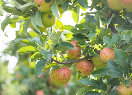 Obstgehölze - Apfel