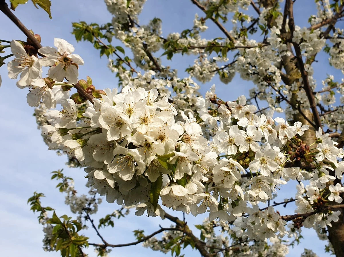 Weiße Blüte von Süßkirsche