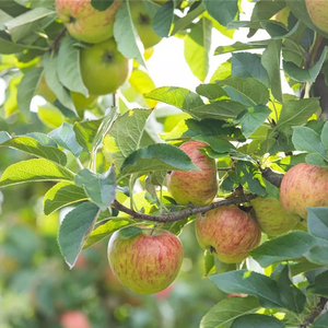 Apfel