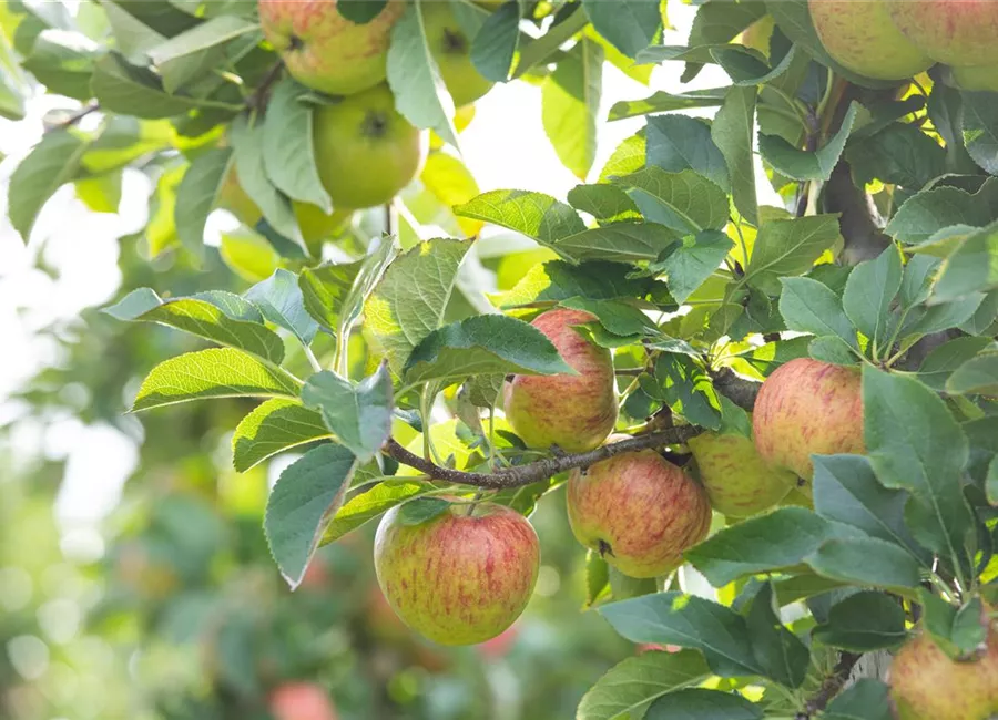 Apfelbaum