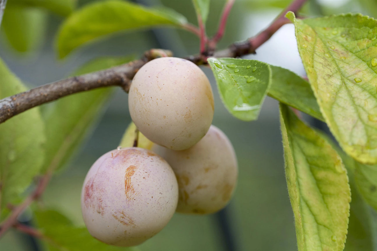 Mirabellenfrucht
