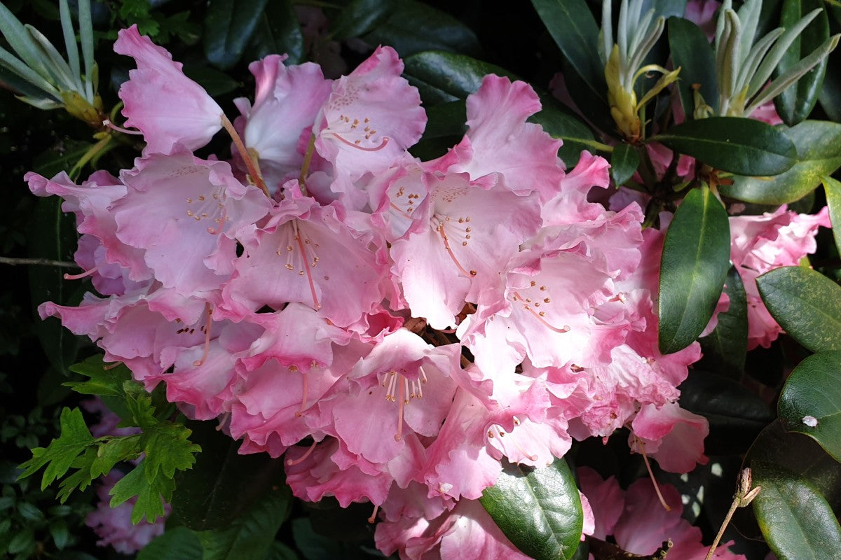 Blüte - Symbolbild für Ziergehölze