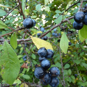 Wildsträucher