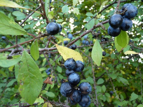 Schlehdorn Früchte - WIdstrauch