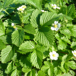 Frühjahrsblüher