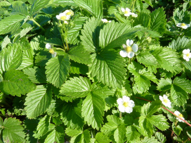 Frühjahrsblüher Walderdbeere in Blüte