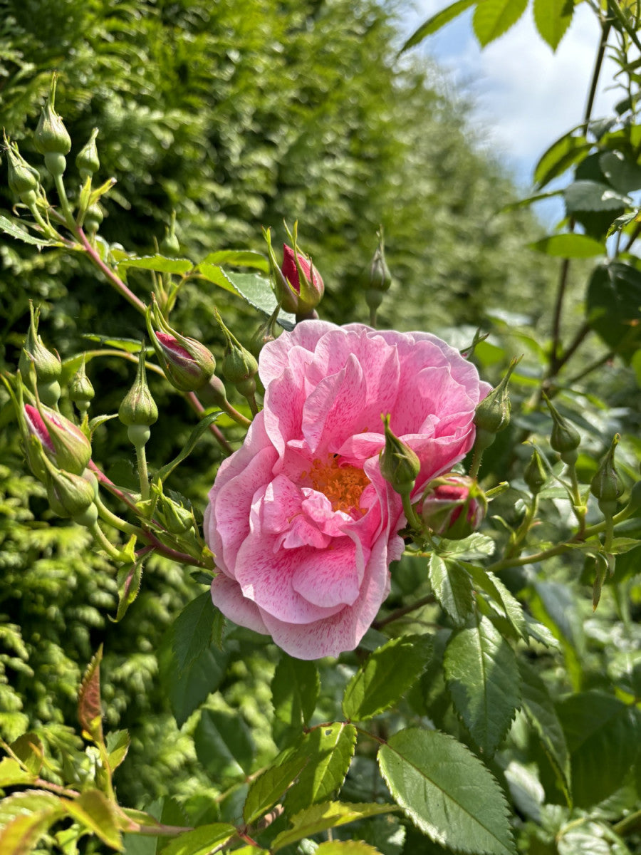 Kletterrose 'Camelot' ADR-Rose; hier mit Blüte; winterhart; Einsatzmöglichkeit z.B. : Fassadenbegrünung;;hier kaufen