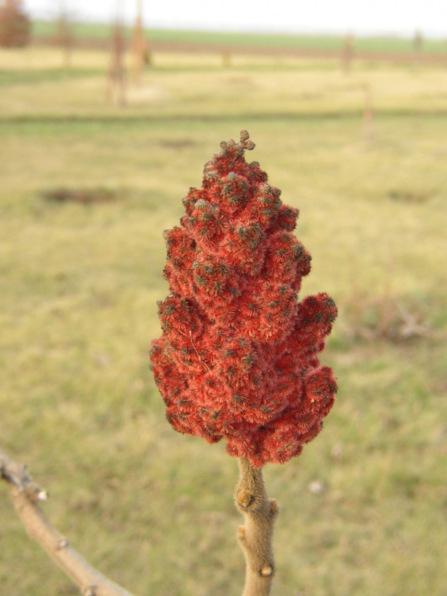 Hirschkolben-Sumach; hier mit Blüte; winterhart; Einsatzmöglichkeit z.B. : Bienenweide; erhältlich von 60-100 bis 200-250 cm;;hier kaufen