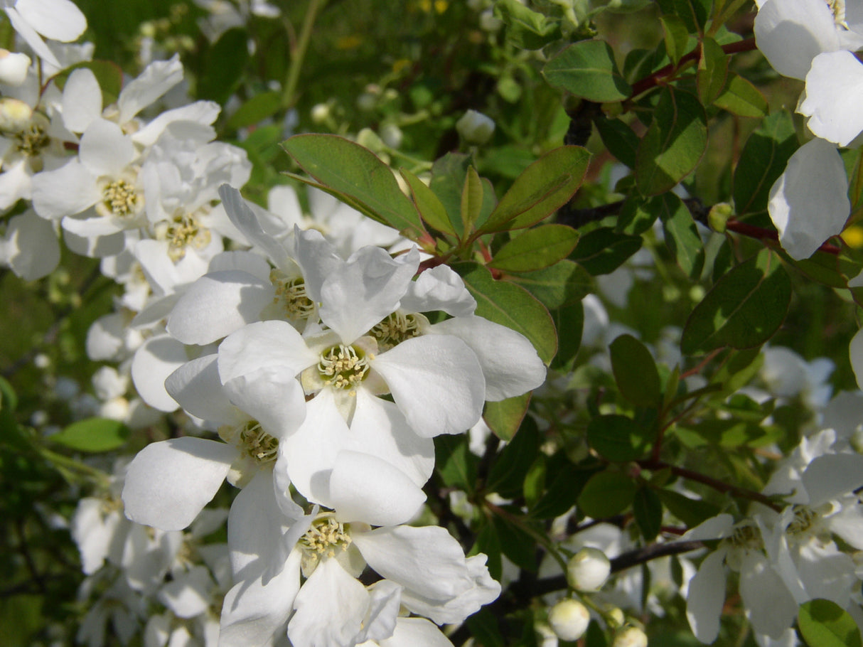 perlschnurstrauch; hier mit Blüte; bienenfreundlich; Einsatzmöglichkeit z.B. : Hecke;;günstig mit Qualität