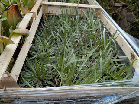 Himmelsblume; vorbereitet für Versand; schnittblume; Einsatzmöglichkeit z.B. : Steingärten;;mit zeitnaher Lieferung