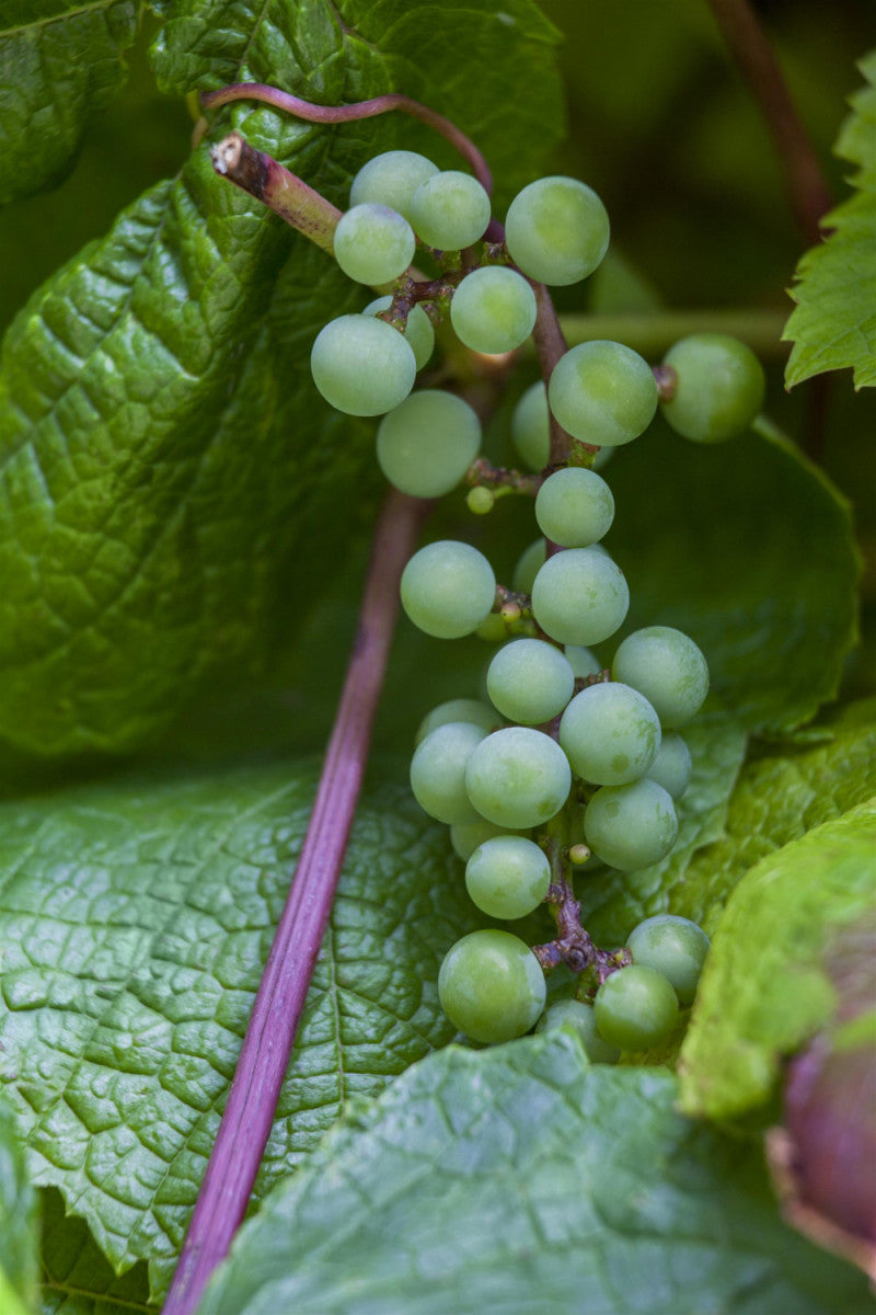 Vitis 'Amurensis' (Tafeltraube 'Amurensis')