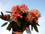 Rhododendron yak. 'Percy Wiseman'; hier im Topf; pflegeleicht; Einsatzmöglichkeit z.B. : Gruppenpflanzung;;günstig mit Qualität