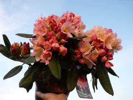 Rhododendron yak. 'Percy Wiseman'; hier im Topf; pflegeleicht; Einsatzmöglichkeit z.B. : Gruppenpflanzung;;günstig mit Qualität