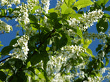 Prunus padus VkG 1; hier mit Blüte; geeignet für feuchte Lagen; Einsatzmöglichkeit z.B. : Gruppenpflanzung;;ab 3,55 Euro