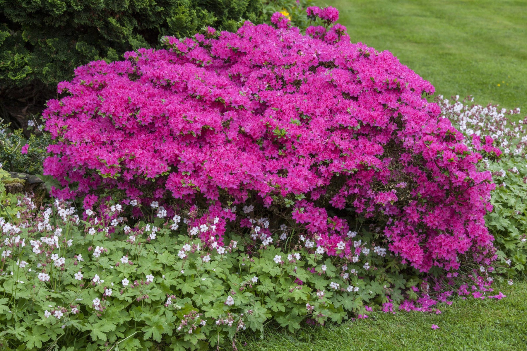Rhododendron obt. 'Diamant Rosa' (Japanische Azalee 'Diamant Rosa' -R-)