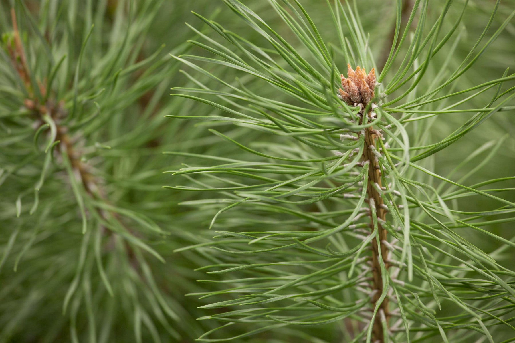 Pinus sylvestris 'Norske Typ' (Waldkiefer Norwegen)