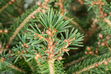 Rottanne; hier mit Sommerbelaubung; geringe Ansprüche an Klima und Standort: Fichte ist anspruchslos und kommt mit verschiedenen Bodenarten zurecht, kältetolerant.; Einsatzmöglichkeit z.B. : Solitärbaum;;günstig mit Qualität