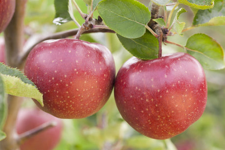 Apfel 'Jonagold' mittel; mit Früchten/Fruchtbehang; hoher Ertrag; Einsatzmöglichkeit z.B. : Streuobstwiese; erhältlich von 150-200 bis 450-650 cm;;hier kaufen