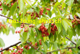 Genaues Foto für Prunus av. 'Mandy' folgt; dieses ähnliche Bild dient der Illustration von Süßkirsche 'Mandy'