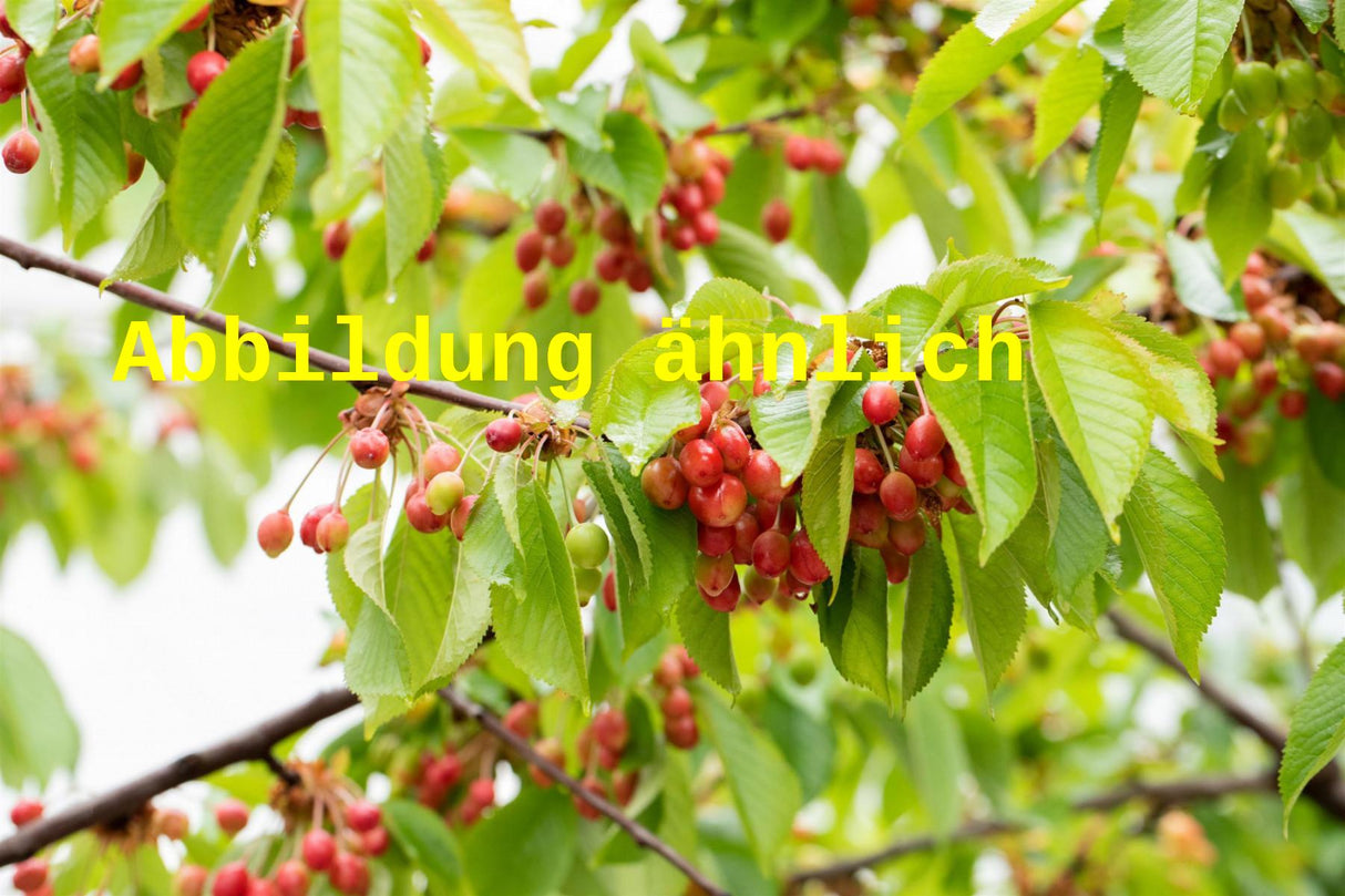 Genaues Foto für Prunus av. 'Nadino' folgt; dieses ähnliche Bild dient der Illustration von Süßkirsche 'Nadino' 6. KW