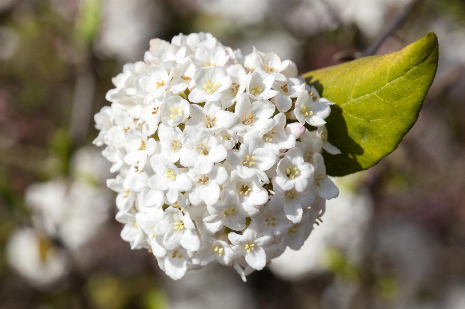 Viburnum carlesii 'Aurora' (Wohlriechender Schneeball 'Aurora')