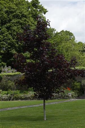 Je nach Variante (siehe Beschreibung) werden entsprechende Pflanzen geliefert, jahreszeitbedingt sehen Pflanzen unterschiedlich aus.