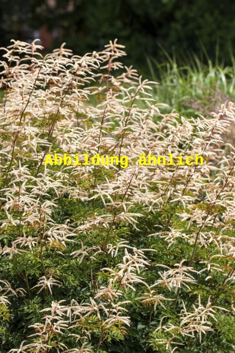 Aruncus aethusifolius (Zwerg-Geißbart)