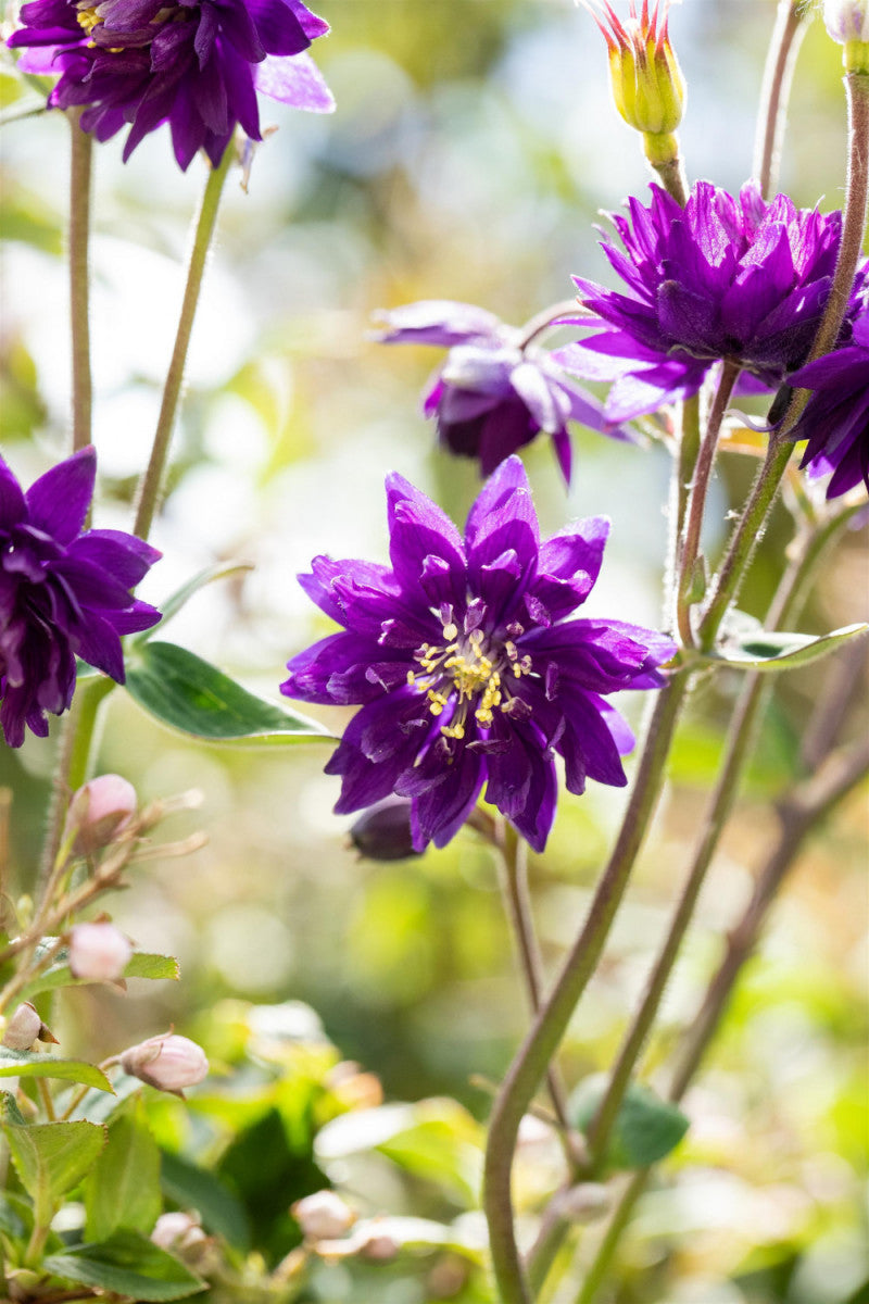 Aquilegia vulgaris 'Blue Barlow' (Synonym)