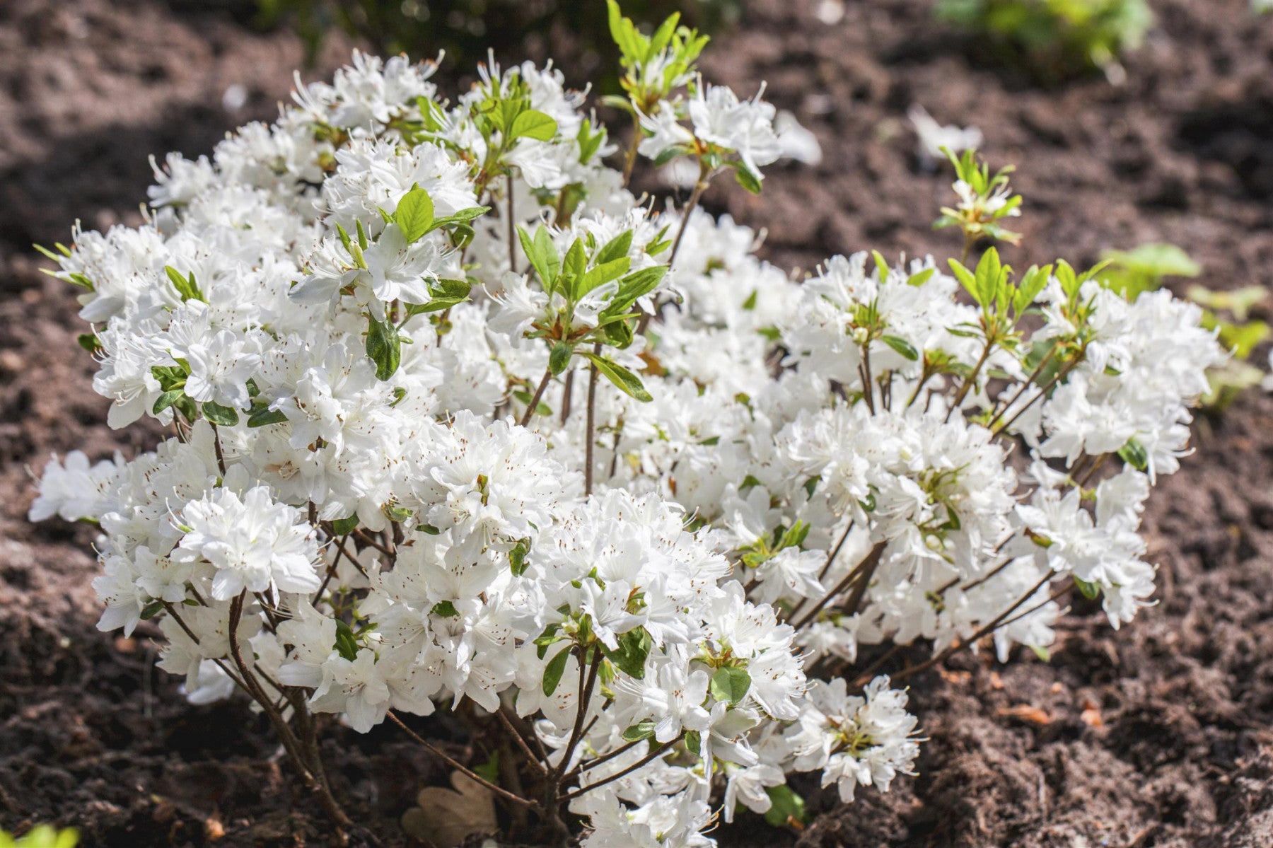 Rhododendron obt. 'Schneewittchen' (Japanische Azalee 'Schneewittchen')
