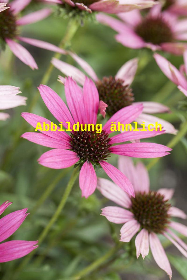 Genaues Foto für Echinacea tennesseensis 'Rocky Top' folgt; dieses ähnliche Bild dient der Illustration von Tennessee-Garten-Scheinsonnenhut