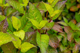 Kleinwüchs. Gartenhortensie 'Preziosa'; hier mit Belaubung; kompakte Wuchsform; Einsatzmöglichkeit z.B. : Kübelpflanze; erhältlich von 40-60 bis 60-80 cm;;hier kaufen