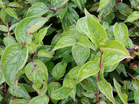 Cornus mas VkG 1, 2, 3, 4, 5, 6; hier mit Sommerbelaubung; bietet Vögeln Schutz; Einsatzmöglichkeit z.B. : Windschutzgehölz;;ab 4,95 Euro