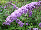 buddleia davidii 'purple prince'; hier mit Blüte; winterhart; Einsatzmöglichkeit z.B. : Solitärpflanze;;günstig mit Qualität