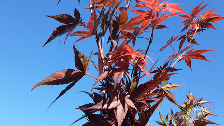 Roter Fächerahorn 'Bloodgood'; hier mit Herbstlaub; farbenfrohes Laub; Einsatzmöglichkeit z.B. : gartenbaum; erhältlich von 40-60 bis 175-200 cm;;hier kaufen