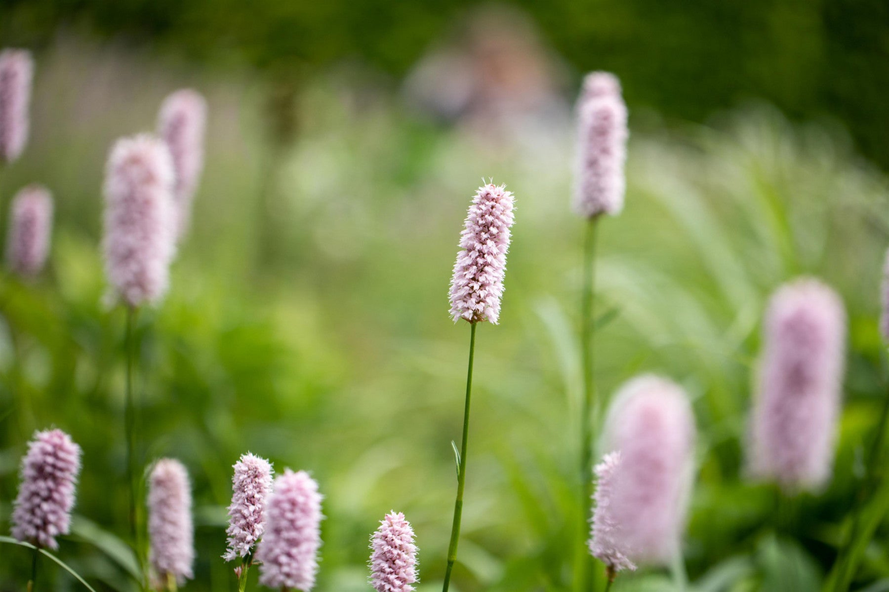 Bistorta affinis 'Superba' (Garten-Scheckenknöterich)