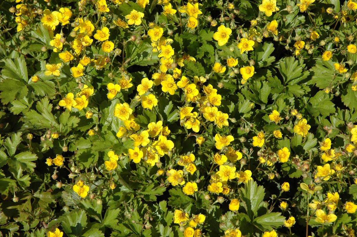 Dreiblättrige Waldsteinie; als Pflanze im Beet; pflegeleicht; Einsatzmöglichkeit z.B. : Unterbepflanzung von Gehölzen;;günstig mit Qualität
