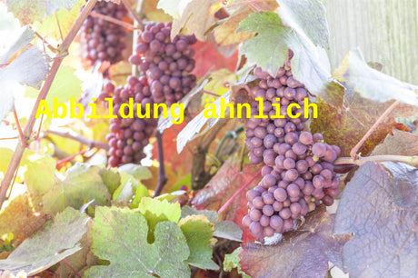 Genaues Foto für Vitis 'Lilla' folgt; dieses ähnliche Bild dient der Illustration von Tafeltraube 'Lilla'