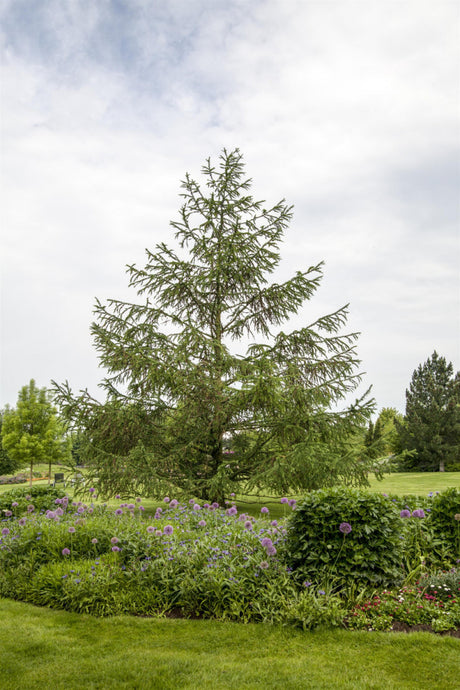 Berglärche; als Pflanze im Beet; dekorativ; Einsatzmöglichkeit z.B. : Gartenpflanze;;mit zeitnaher Lieferung